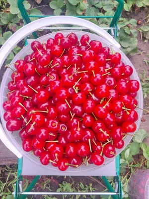 Вишня