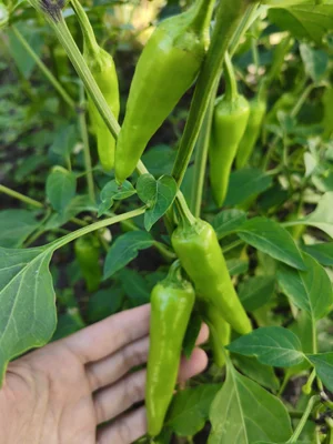 Картофель деревенский