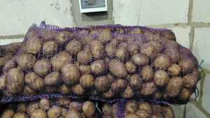 Картофель