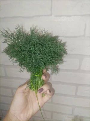 Укроп