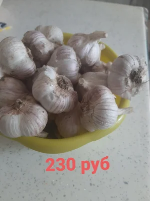 Чеснок