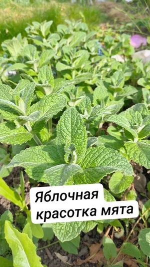 Лук