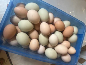 Куриные яйца