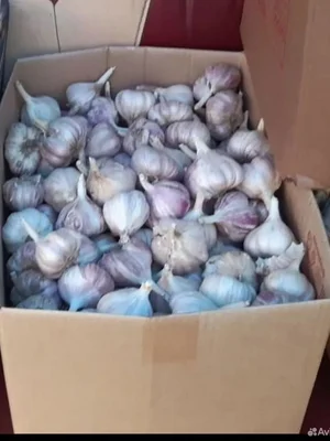 Картофель