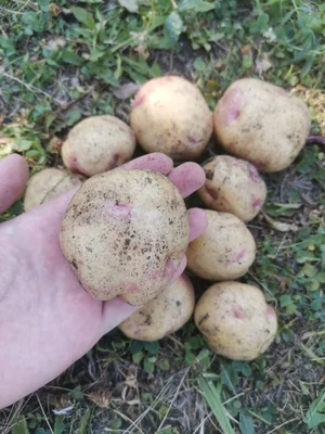 Огурцы домашние