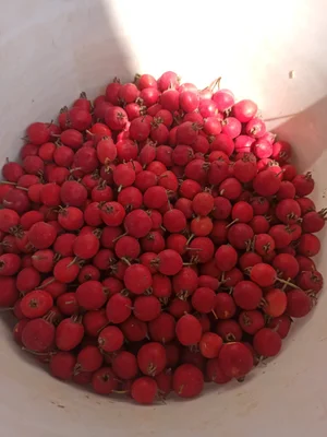 Боярышник плоды