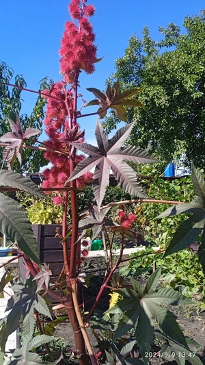 Семена салата