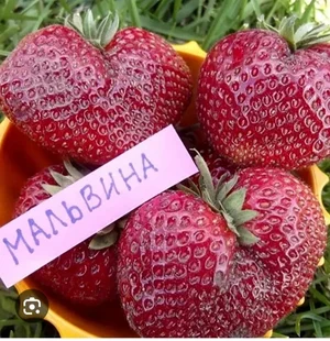 Яблоки Антоновка