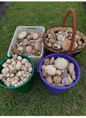 Степной сморчок