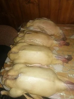 Утка (мясо)