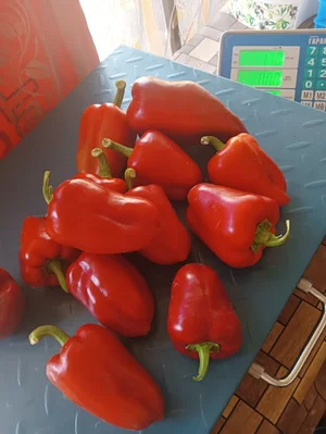 Чеснок
