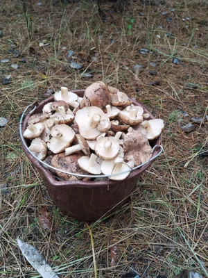 Рядовка сосновая (бело-коричневая)