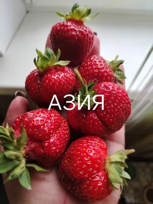 Саженцы клубники