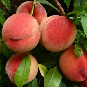 Саженцы черешни