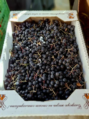 Яблоки Россошанка крупная