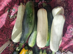 Кабачки маленькие