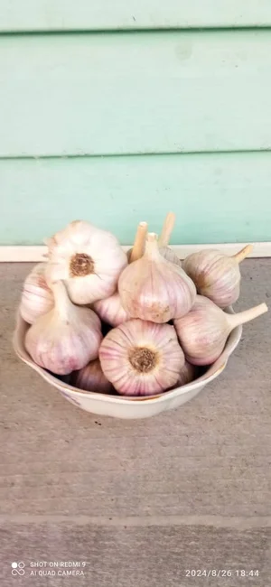 Картофель