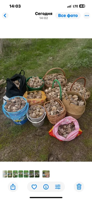 Степной сморчок