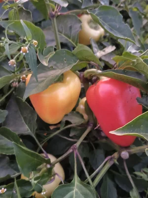 Капуста цветная