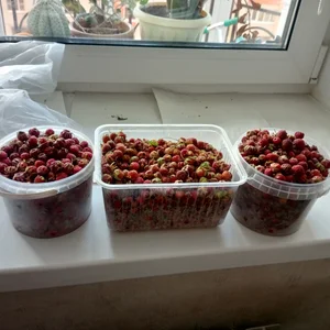 Земляника полевая