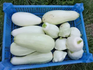 Огурцы