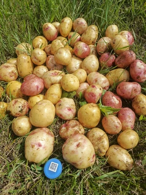 Молодой картофель