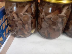 Маринованные опята