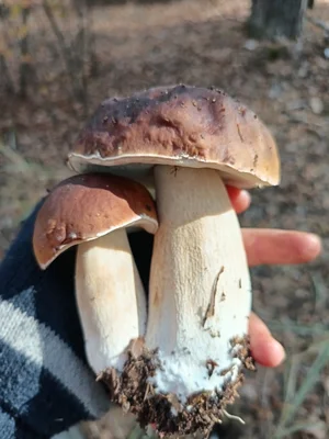 Грибы польские
