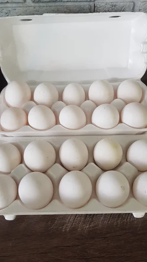 Куриные яйца