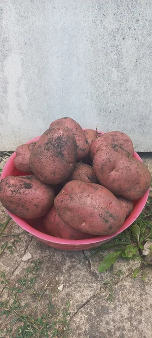 Спаржевая фасоль