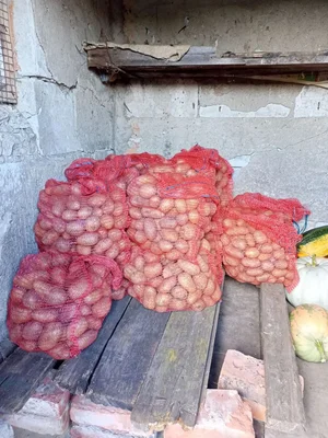 Картофель