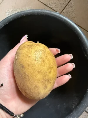 Петух