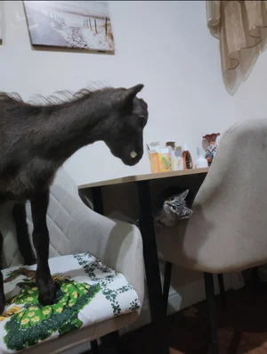 Козье молоко