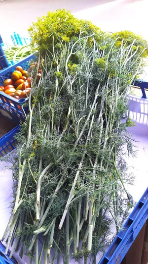 Картофель домашний
