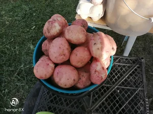 Картофель молодой