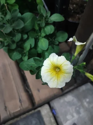 Петунии