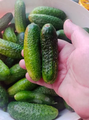 Огурчики мелкие для засолки