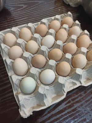 Куриное яйцо