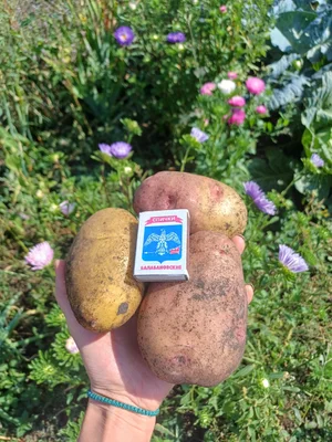 Картофель