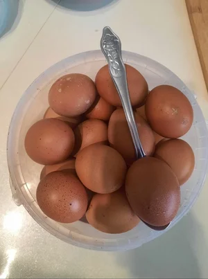 Домашнее яйцо