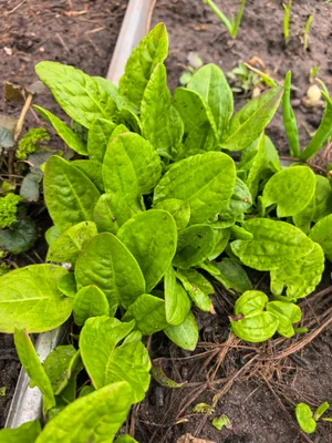 Щавель ранний