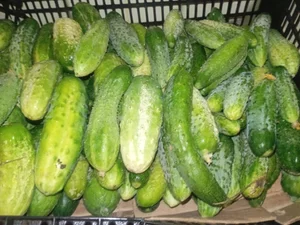 Клубника