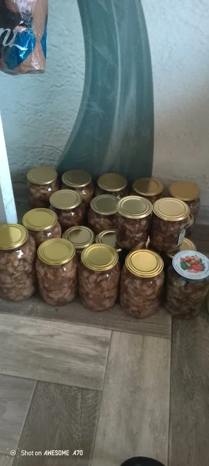 Маслята свежесобранные