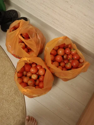 Огурцы