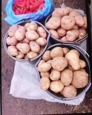 Картофель