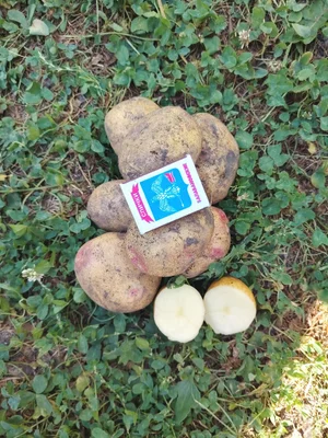 Картофель