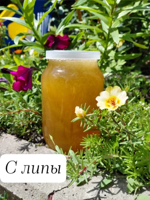 Мед с липы