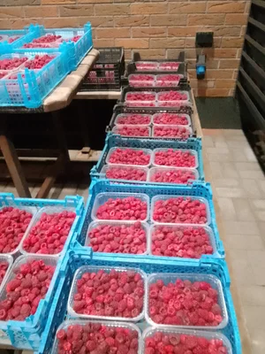Малина ремонтантная