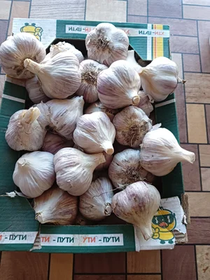Перец болгарский
