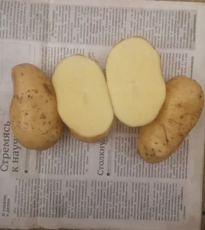 Картофель